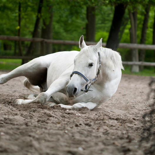 Natural Treatments for Gas Colic in Horses
