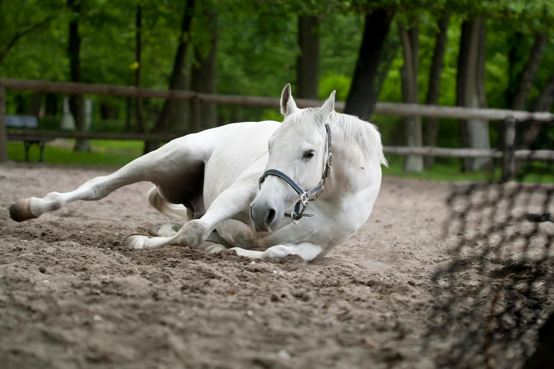 Natural Treatments for Gas Colic in Horses