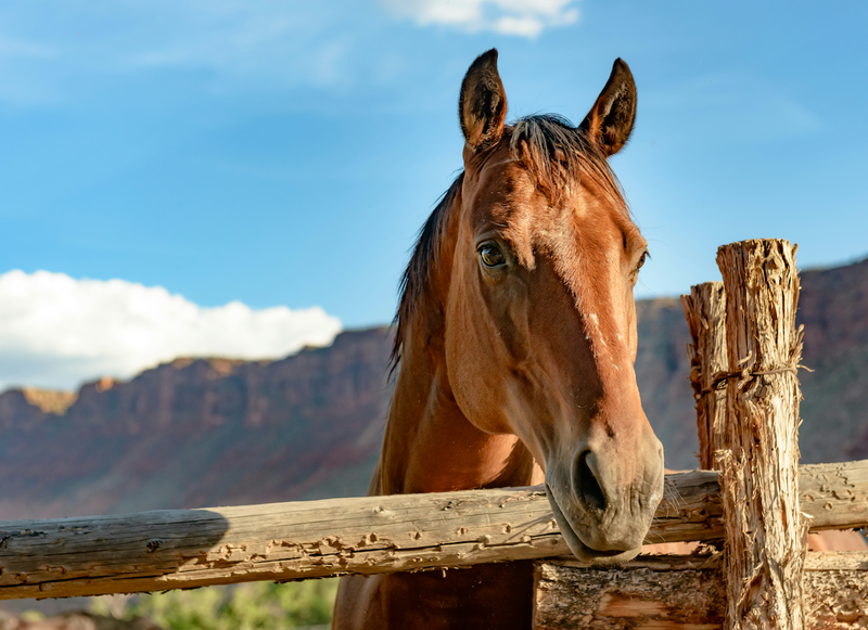 The Missing Piece to Solving Cribbing in Horses