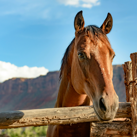 The Missing Piece to Solving Cribbing in Horses
