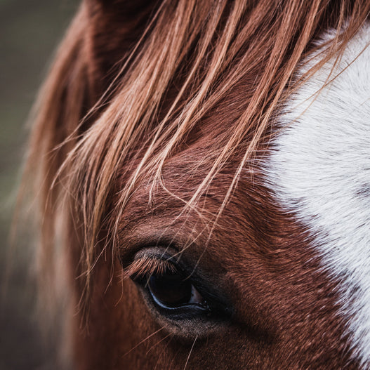 How to Use Diet to Manage Cushing’s Disease in Horses