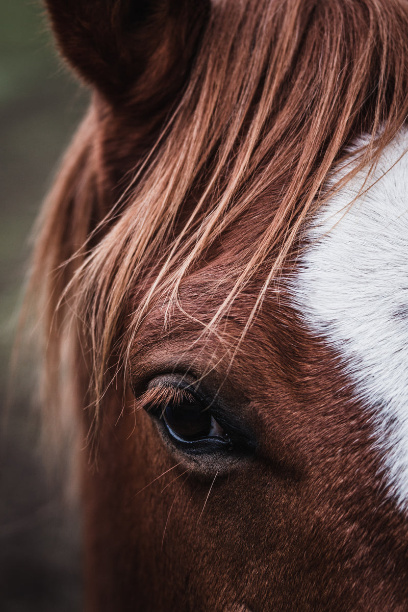 How to Use Diet to Manage Cushing’s Disease in Horses
