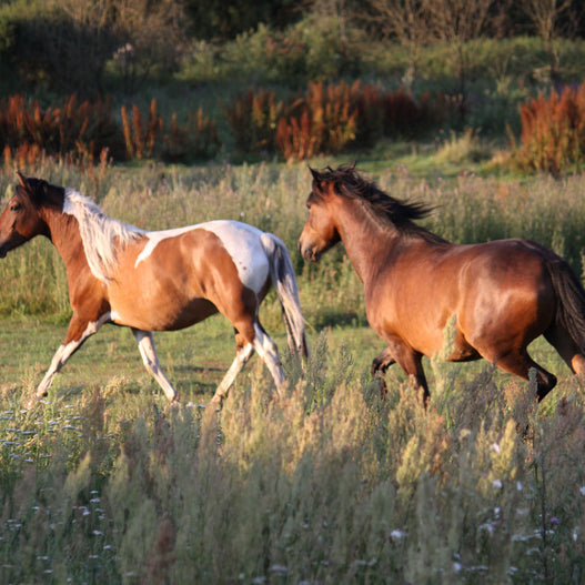 6 functional ingredients in performance horse nutrition
