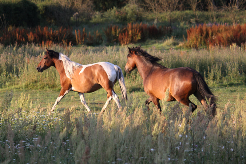 6 functional ingredients in performance horse nutrition
