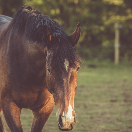 How does the horse digestive system work?