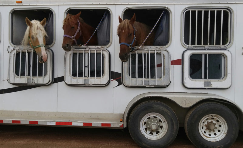 Horse Owner Disaster Preparedness