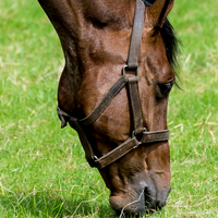 The digestive supplements for horses that really count