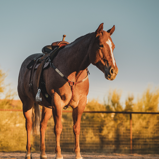 Is high fat horse feed the answer for muscle disorders?