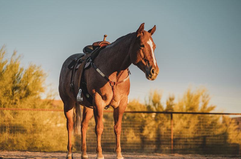 Is high fat horse feed the answer for muscle disorders?