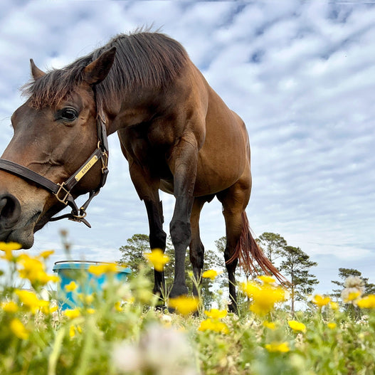 How to Get the Most Value From Your Horse Feed