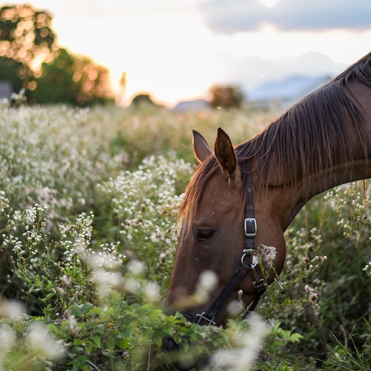 The best preventative care for founder in horses
