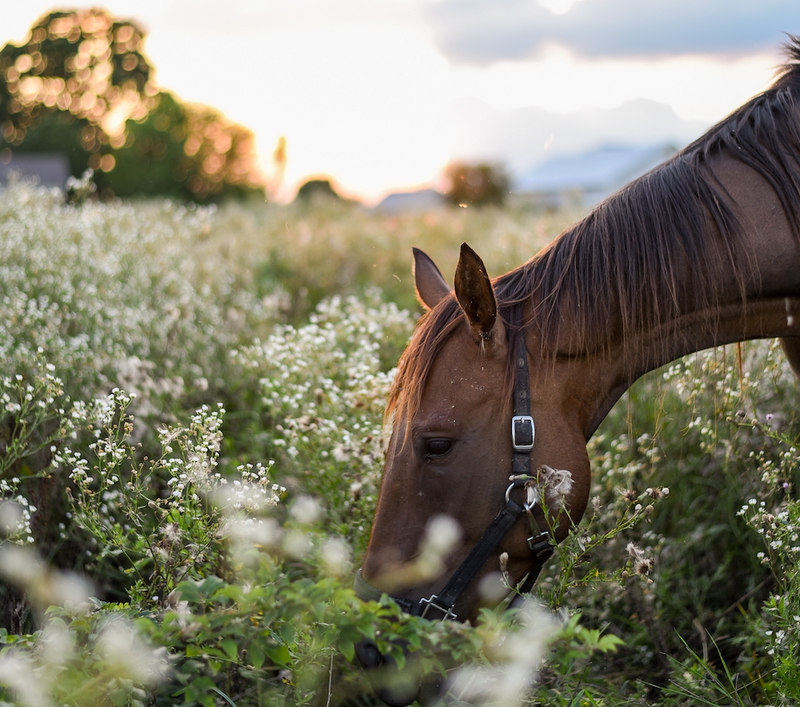 The best preventative care for founder in horses