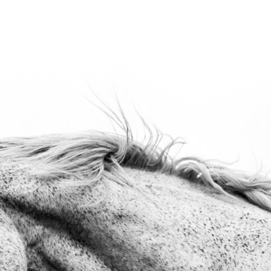 How to Treat Hives in Horses