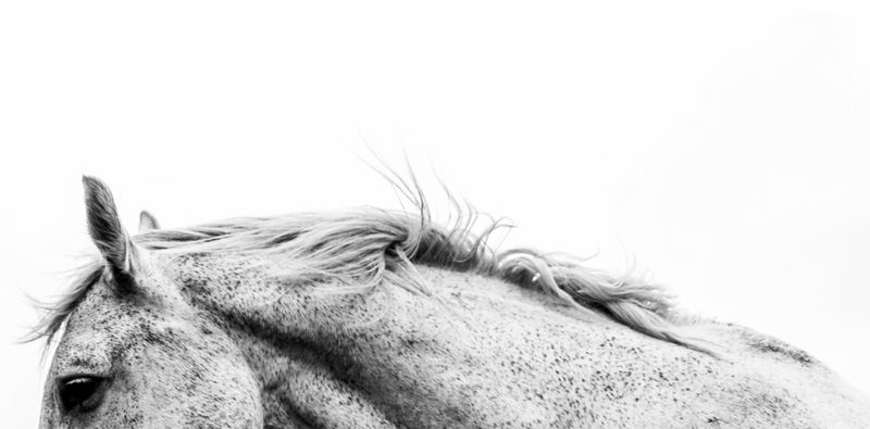 How to Treat Hives in Horses
