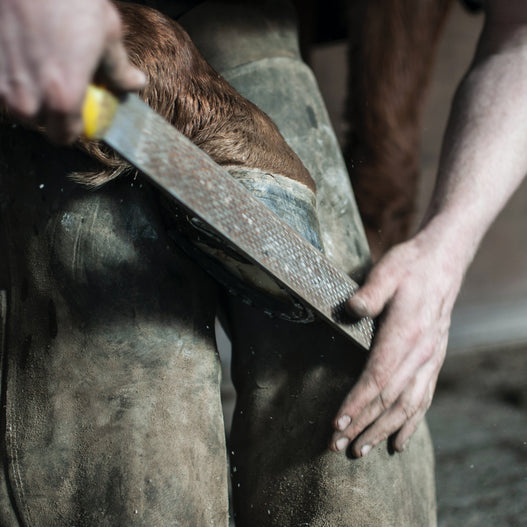 Horse hoof care basics from Rood & Riddle’s podiatrist