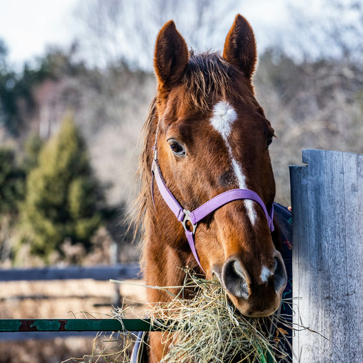 How to Strengthen Your Horse’s Immune System