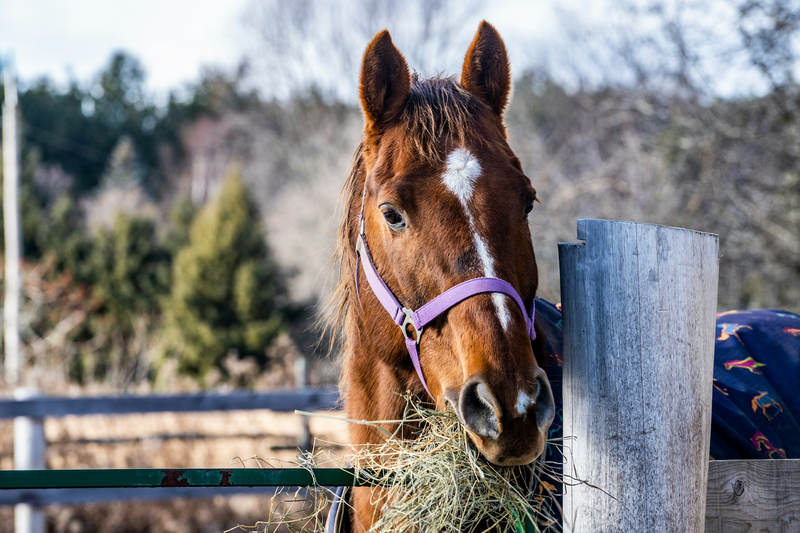 How to Strengthen Your Horse’s Immune System