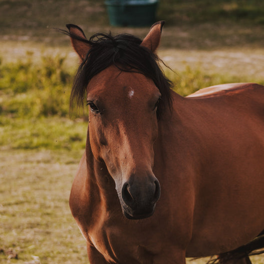 Connecting gut health and insulin resistance in horses