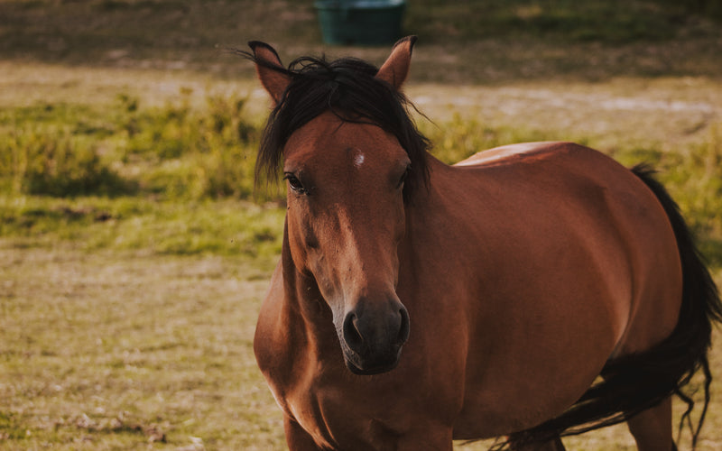 Connecting gut health and insulin resistance in horses