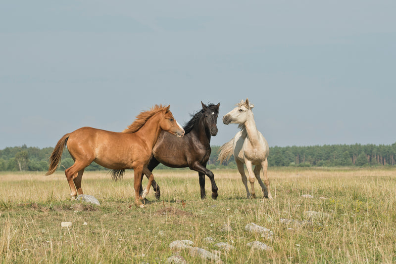 7 Types of Equine Insurance Explained
