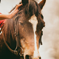 How to Manage an Itchy Horse