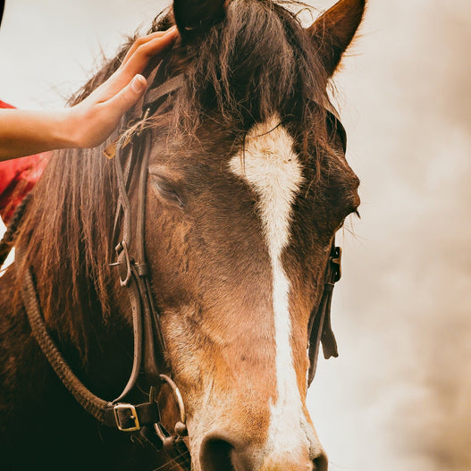 How to Manage an Itchy Horse
