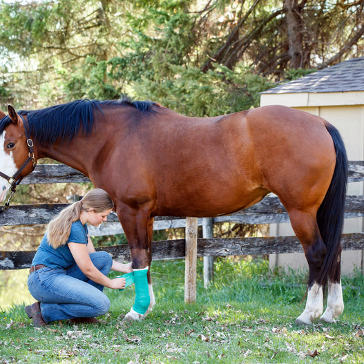 A Complete Guide to Muscle Recovery for Horses