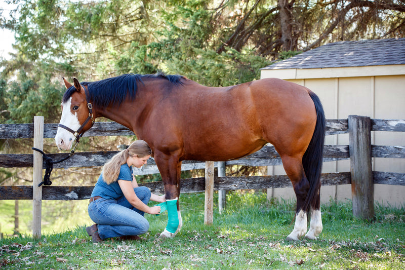 A Complete Guide to Muscle Recovery for Horses