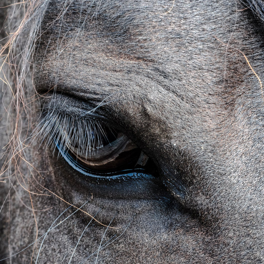 Pain Management in Horses