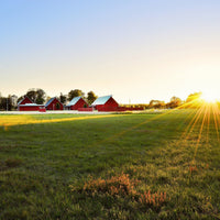 Make the best choice: 7 different types of hay for horses