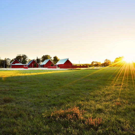 Make the best choice: 7 different types of hay for horses
