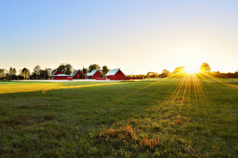 Make the best choice: 7 different types of hay for horses