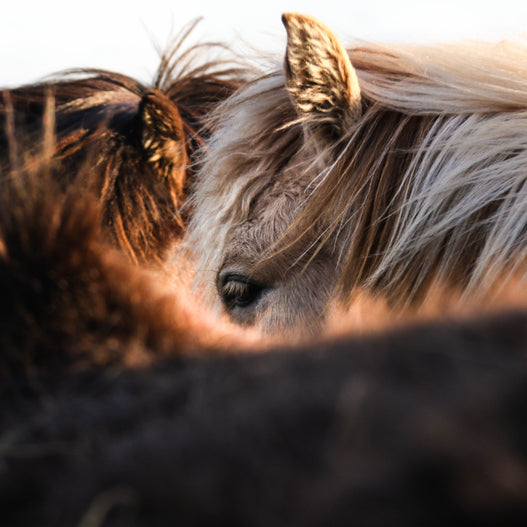 When to use ration balancers for horses