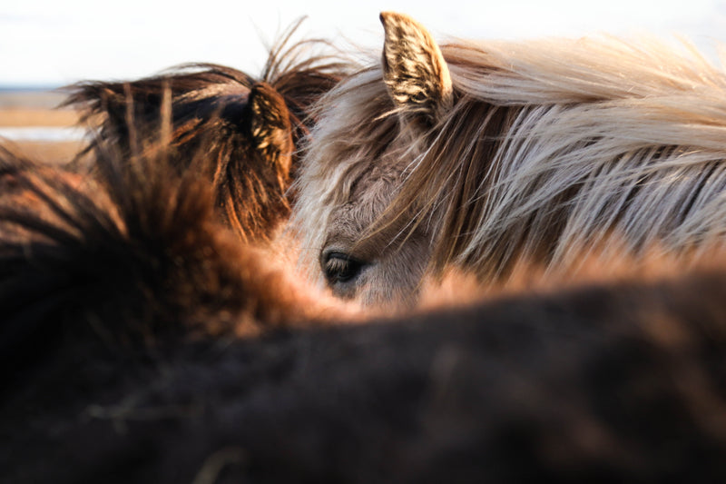When to use ration balancers for horses
