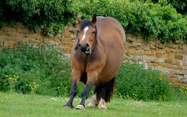 Elevate your barn routine with horse stretches