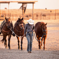 6 Tips to Prevent Ulcers in Your Performance Horse