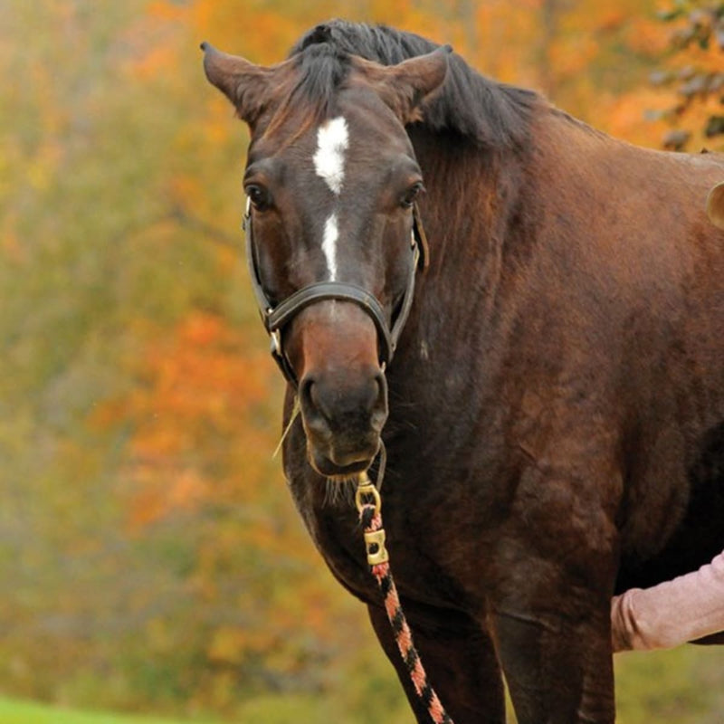 4 Tips for Detecting Gastric Ulcers in Horses