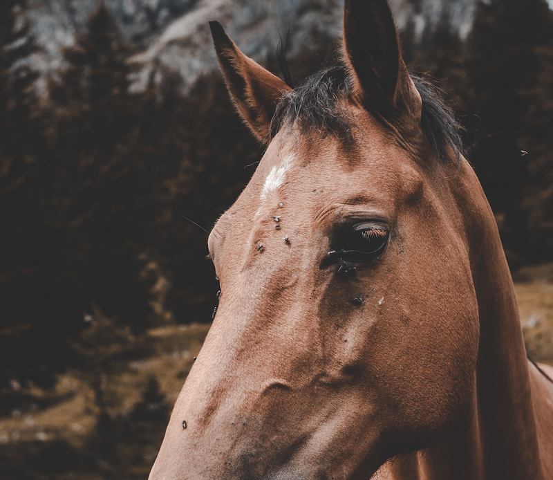 Your summer guide to effective fly control for horse barns