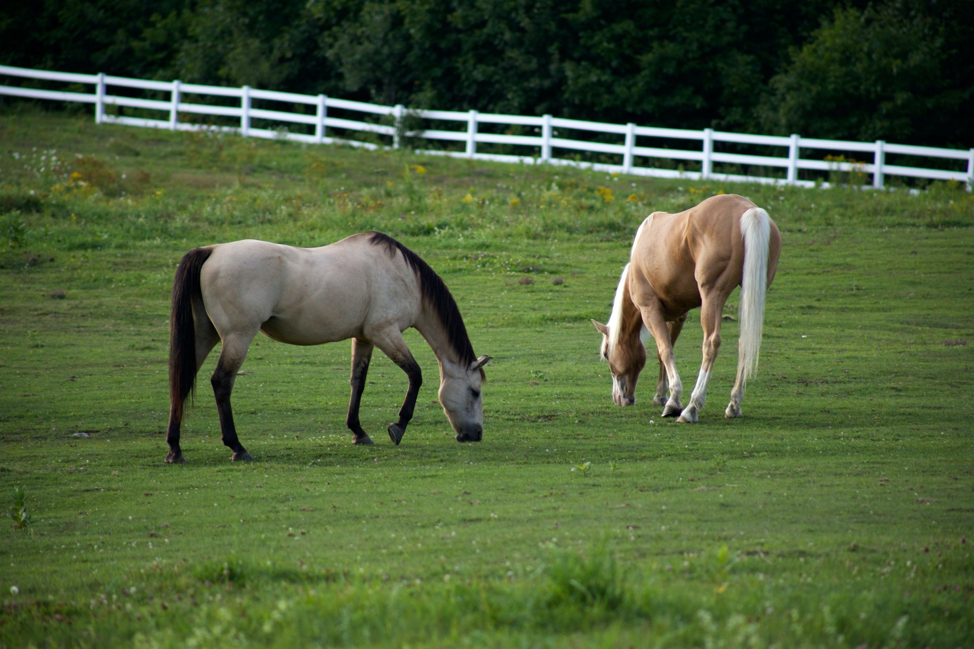 How Many Stomachs Do Horses Have: Surprising Facts Revealed!