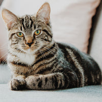 Understanding inflammatory bowel disease in cats