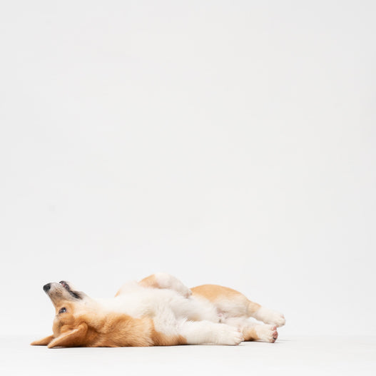 How to Naturally Treat IBD in Dogs