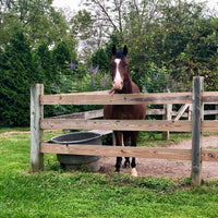 bay-horse-is-happy-in-turnout