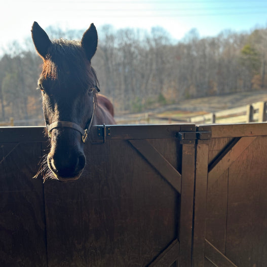 The Horse Who Helped Others -- and the First Responders Who Showed Up for Her