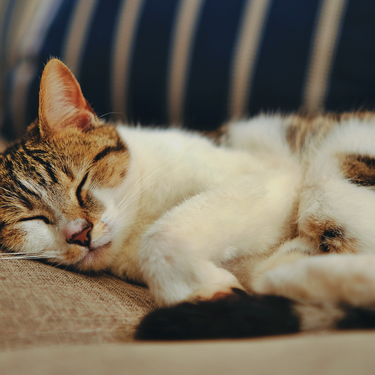 6 Tips for Keeping Your Indoor Cat Healthy & Happy