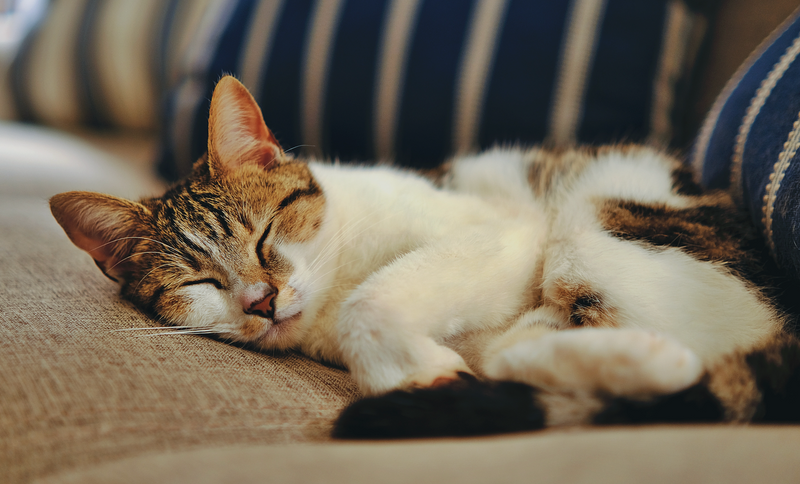 6 Tips for Keeping Your Indoor Cat Healthy & Happy