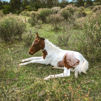 What you need to know about joint ill in foals