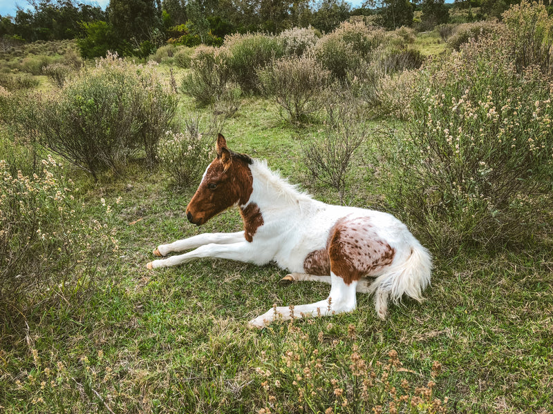 What you need to know about joint ill in foals
