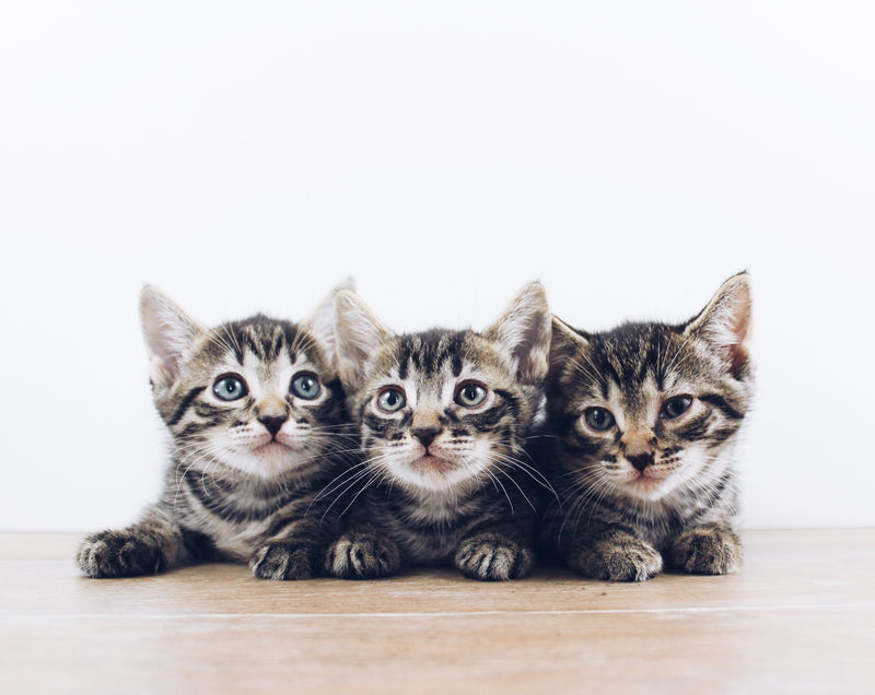 5 Ways to Boost Your Kitten’s Immune System