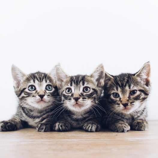 5 Ways to Boost Your Kitten’s Immune System