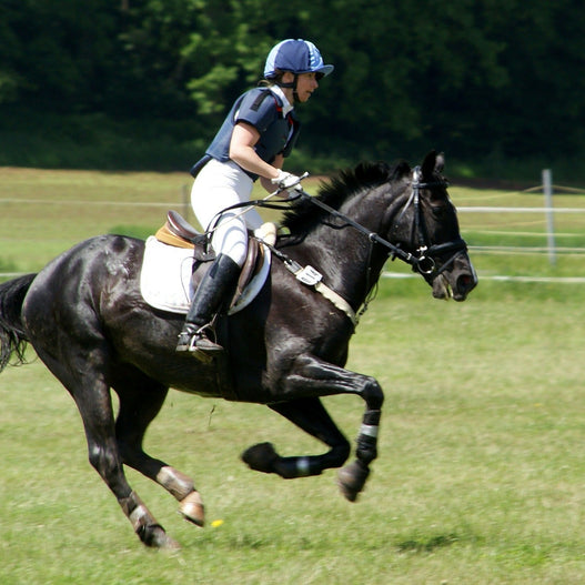 Review of antioxidants for horses: L-Carnitine